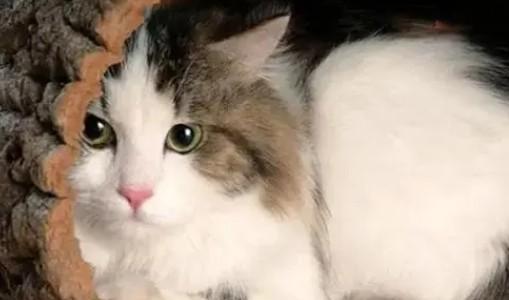 猫咪站不起来全身瘫软怎么办-图1