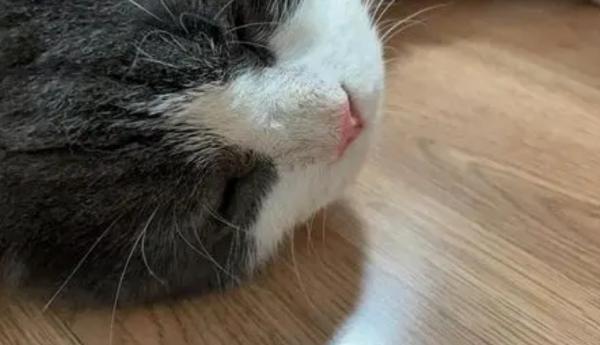 猫嗜睡鼻头干燥-图1