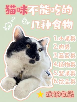 猫能吃巧克力不?-图1