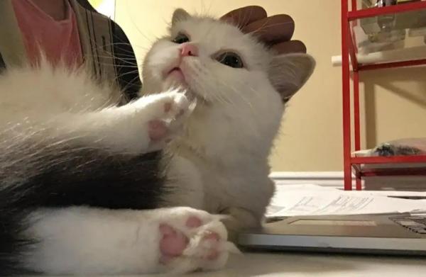 猫咪一直用头蹭东西还一直叫-图1