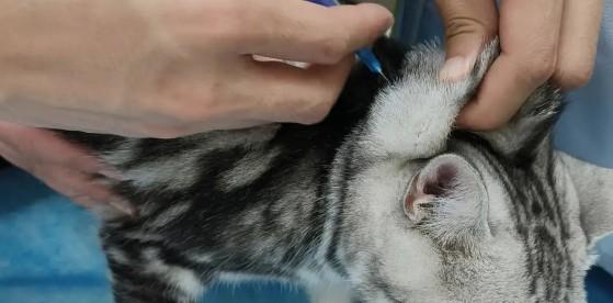 猫咪疫苗多少钱一针