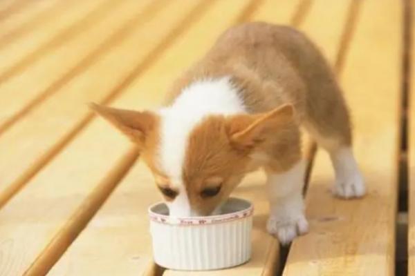 柯基犬好多钱一只-图1