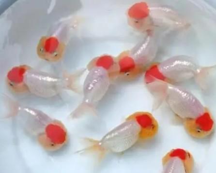 猫狮金鱼多少钱一只-图1