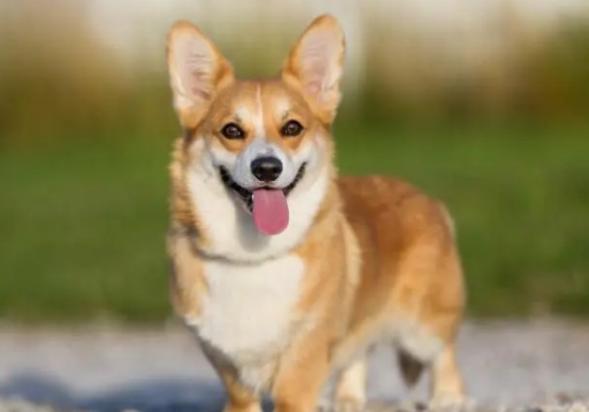 柯基犬性格特点和缺点-图1
