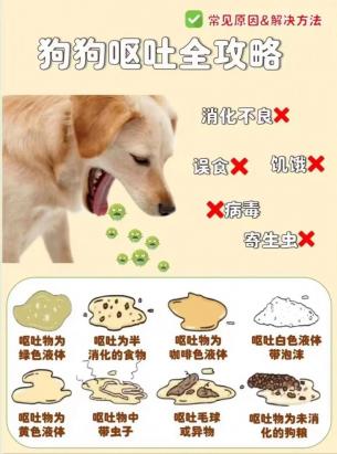 狗狗呕吐最简单处理方法-图1