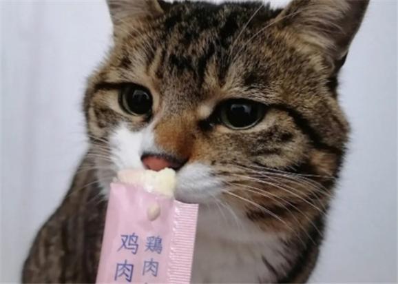 猫条几个月的猫可以吃-图1