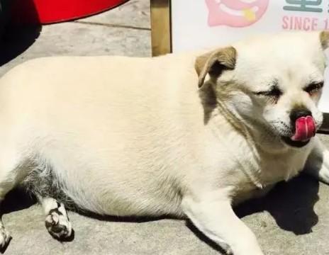 狗狗肾衰竭初期症状-图1