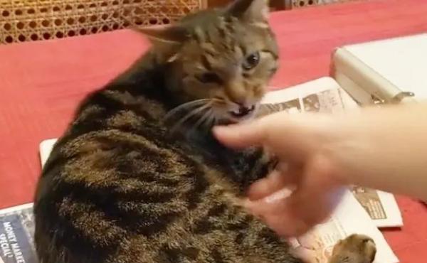 猫突然不让摸了-图1