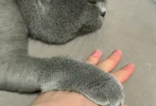 猫手为什么一定要在上-图1