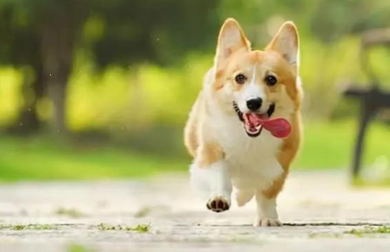 柯基犬的优缺点-图1