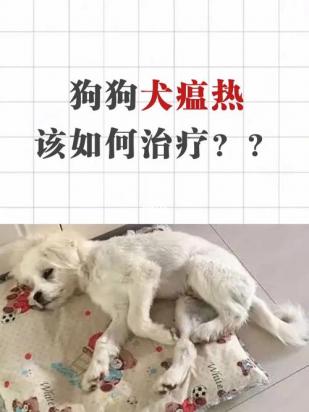 狗狗犬瘟抽搐怎么治疗-图1