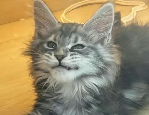 猫体重与食量对照表-图1