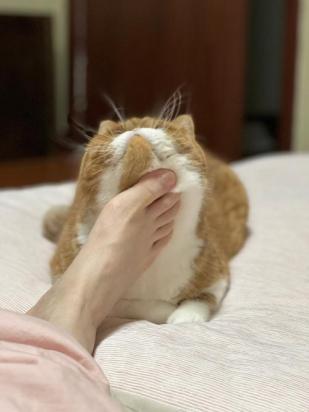 猫咪用脸蹭脚是什么意思啊-图1