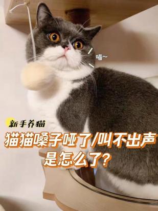 猫声音很小感觉发不出来