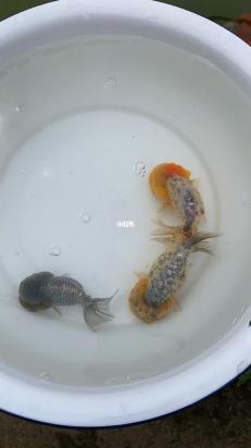 猫狮金鱼适合多深水位-图1