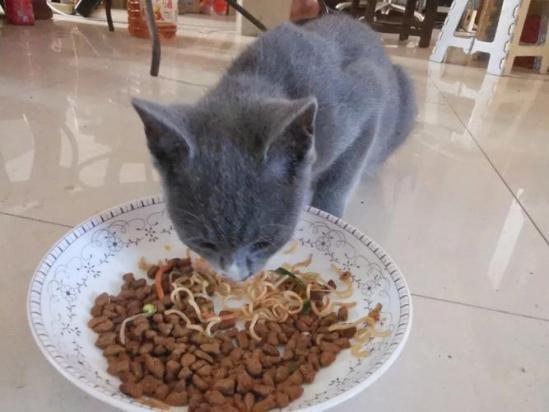 猫能吃面条吗-图1