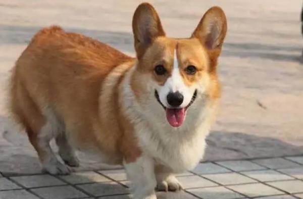 柯基犬刚开始养就后悔-图1