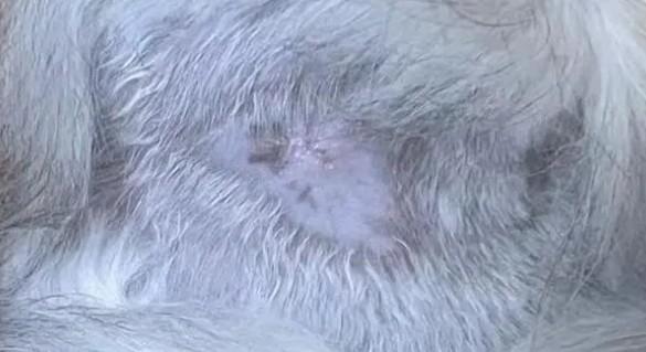 猫皮癣的症状图片