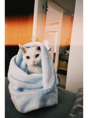 猫怕热还是怕冷-图1