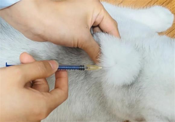 猫三联是什么疫苗-图1