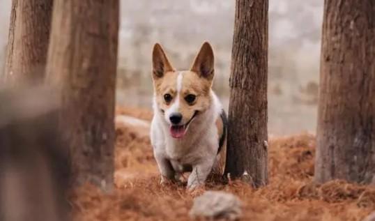 柯基犬吐狗粮是怎么回事-图1