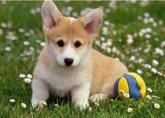 柯基犬的人都后悔了-图1