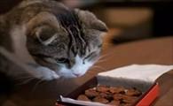 猫能吃巧克力吗为什么-图1