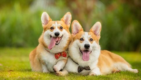 柯基犬拉血是什么原因造成的-图1