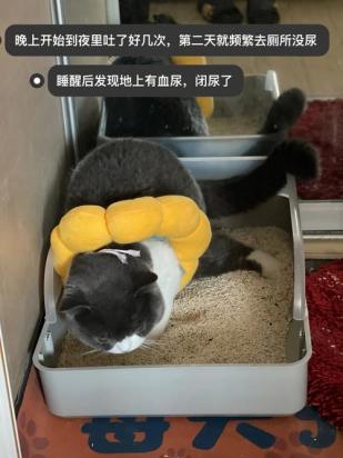 猫咪一直漏尿精神不振怎么办-图1