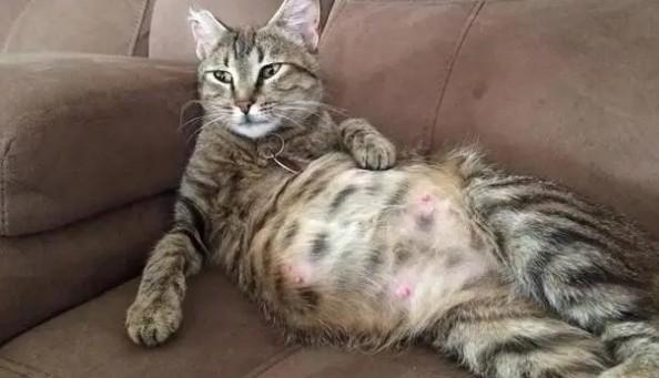 猫生小猫是好事还是负担-1