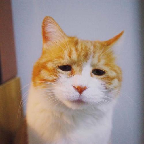 猫伤心的表现是怎样的