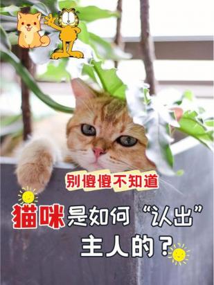 猫认识主人么-图1