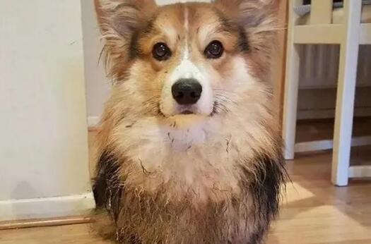 柯基犬的几个缺点
