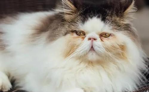 猫排便后有一点鲜红色的血-图1