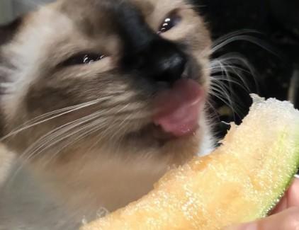 猫咪能吃哈密瓜吗-图1