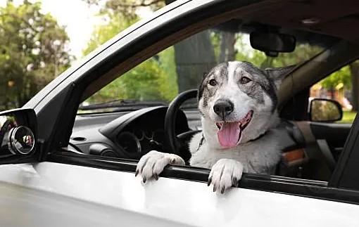 狗狗为什么爱看车