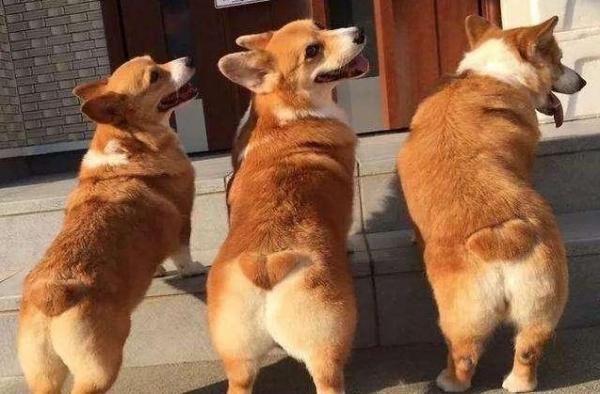 柯基犬吃什么样的狗粮好？-1