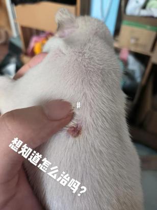 狗狗脓皮症最有效的治疗办法-图1