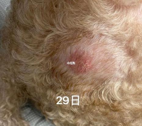 狗狗脓皮症结痂了是快好了吗-图1