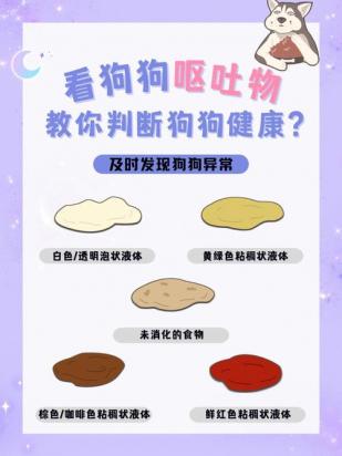狗狗呕吐食物什么原因-图1