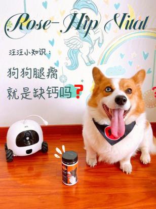 小狗缺钙前腿弯曲多久可以恢复-图1