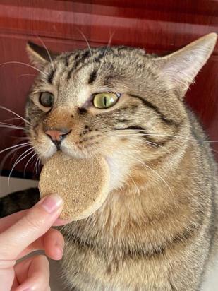 猫能吃肥肉吗