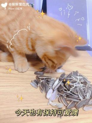猫能吃瓜子仁吗-图1