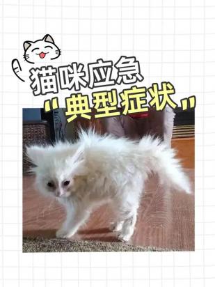 猫咪应激死了又活过来了