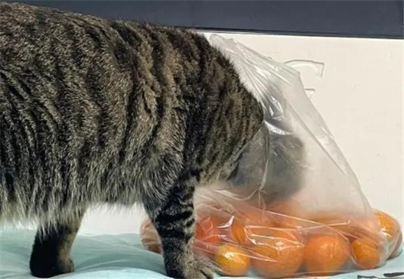猫能吃橘子吗-图1