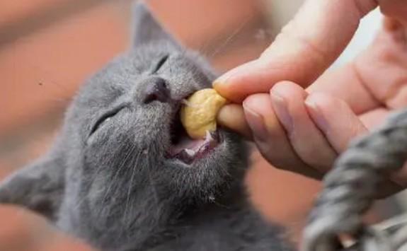 猫能吃核桃吗