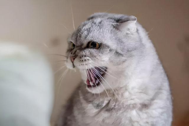 猫咪总是莫名其妙的发脾气-图1