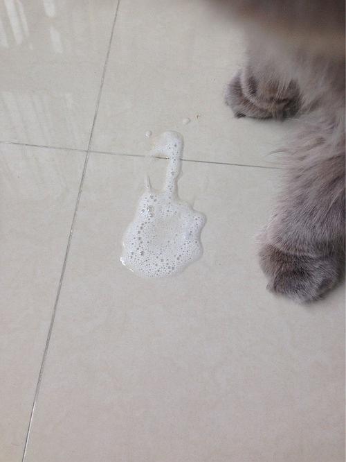猫咪一喂药就吐白沫是不是白喂了-图1