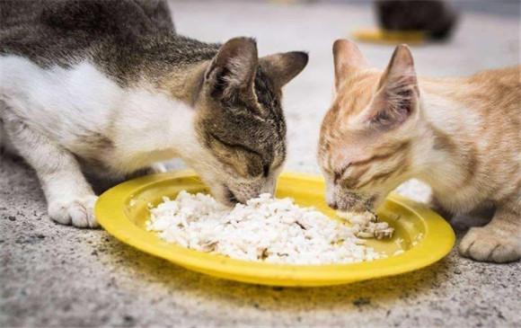 猫能吃饭吗-图1