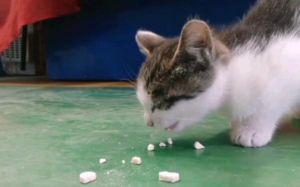 猫能不能吃伊利的奶片